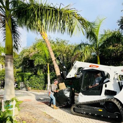 Palm Tree planting and bobcat service Palm Beach County (1)