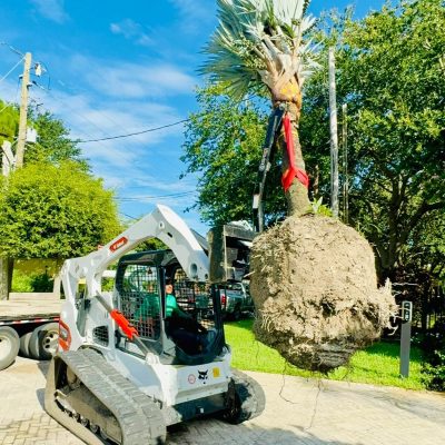 Palm Trees_Tree Service_Bobcat_Service (1)