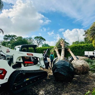 Palm Trees_Tree Service_Bobcat_Service Boynton Beach (1)