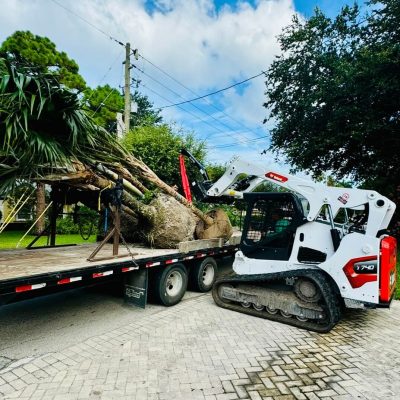 Tree Service West Palm Beach (1)