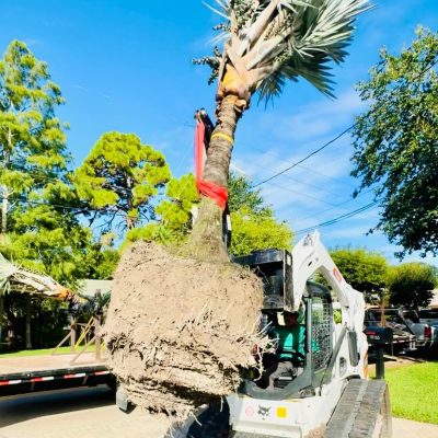 Tree and bobcat service Palm Beach County (1)